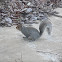 Gray Squirrel
