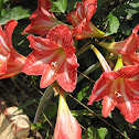 lily