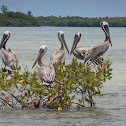Brown Pelican