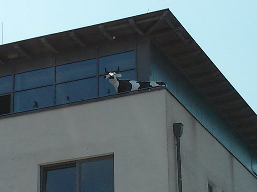 Sprocki-Kuh am Rathaus 