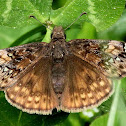 Juvenal’s duskywing