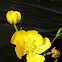 Buttercup
