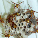 Australian Paper Wasp