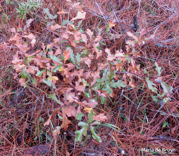 Water oak Project Noah