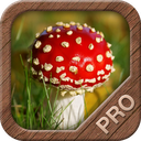 Mushrooms PRO - NATURE MOBILE mobile app icon