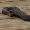 Yellow bellied water snake
