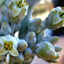kalanchoe tyrsiflora