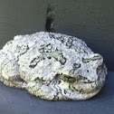 Grey treefrog