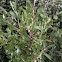 Manzanita