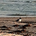 Sea Gull