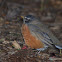 American Robin