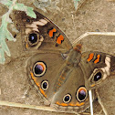 Common Buckeye Butterfly