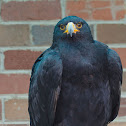 Verreaux's Eagle
