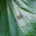 Long Legged Fly