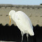 Intermediate Egret