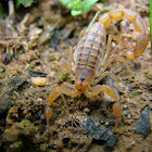 Scorpion