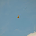 Red-tailed Hawk