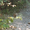 Least Chipmunk