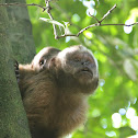 Tufted capuchin
