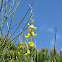 Spanish broom