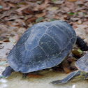 Spotted Turtle