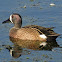 Blue-winged teal