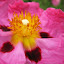 Rock rose