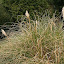 Pampas grass