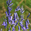 Bluebell