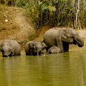 Asiatic Elephants