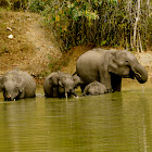 Asiatic Elephants