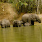 Asiatic Elephants