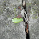 Squirrel Treefrog