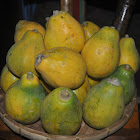 Papaya