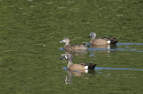 Spotting Image 1