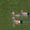 Blue-winged Teal