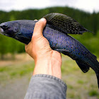 Arctic grayling