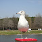 Ring-Billed Gull