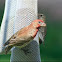 House Finch