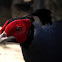 Silver Pheasant