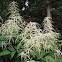 Goatsbeard