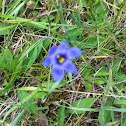 Blue-Eyed Grass