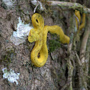 Eyelash Pit Viper
