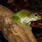 Green Treefrog