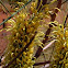 Yellow Flame Grevillea, or Honey Grevillea