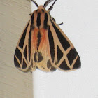 Harnessed Moth