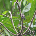 Vervain Hummingbird