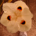 African Iris