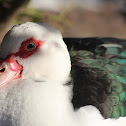Muscovy duck