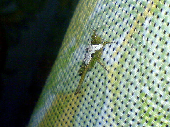 Spotting Image 1